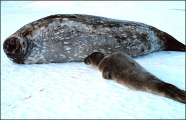 20120522-seal weddellii_NOAA baby and mother.jpg